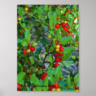 Póster Azevinho de Califórnia, azevinho de Toyon