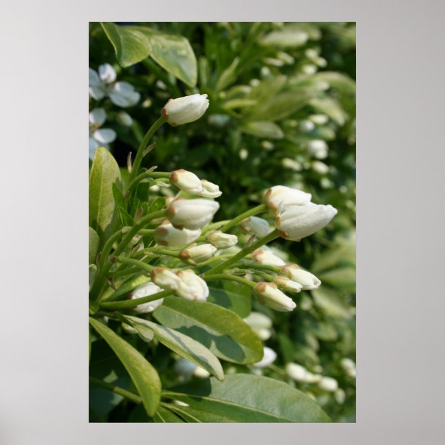 Poster Aztec Pearl (Frente)