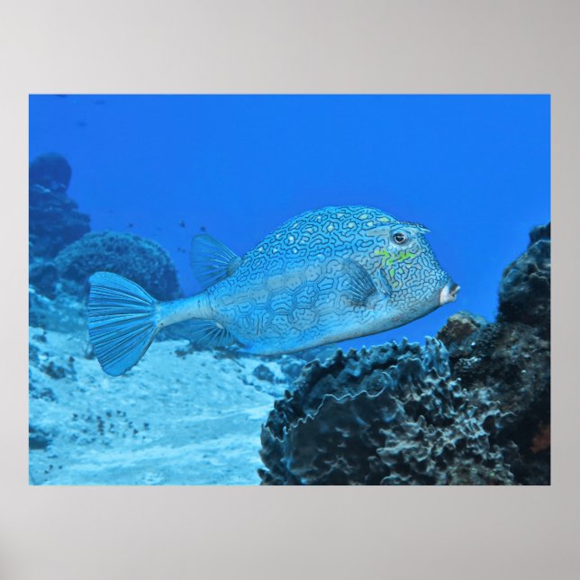 Poster Azul (Frente)