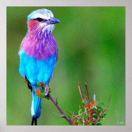 Póster Azul-aves