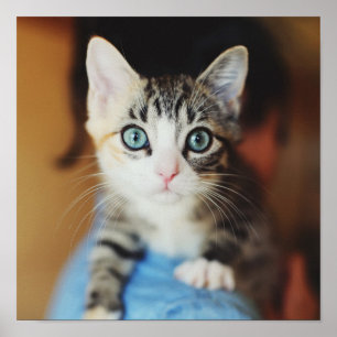 Póster Azul brilhante gatinho Eyed