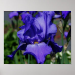 Poster azul da flor da íris farpada