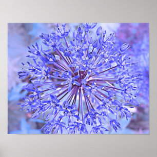 Poster Azul da flor do Allium