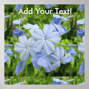 Póster Azul da flor do Plumbago