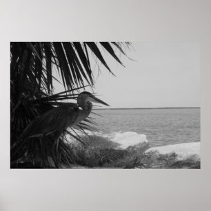 Poster azul da garça-real