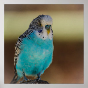 Poster azul de Budgie