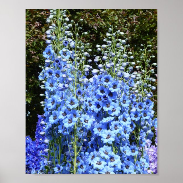 Poster Azul Delfinium Floral Flowers Natureza (Frente)