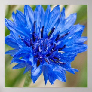 Poster azul do botão do solteiro