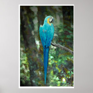 Póster Azul-e-amarelo-macaw de JungleWalk.com