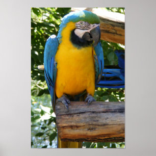 Poster azul e Dourado customizável do Macaw