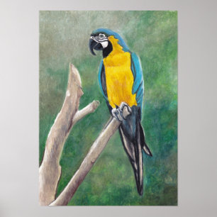 Poster azul e Dourado da arte do pássaro do Macaw