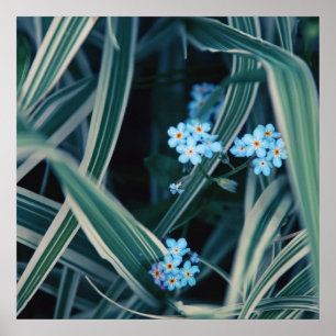Poster Azul Esqueça-me-não Flores em Grass
