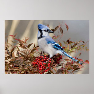 Poster Azul Gaio em Nandina Heavenly Bamboo