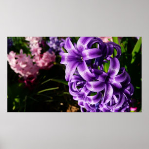 Poster Azul Hyacinth II Primavera Floral