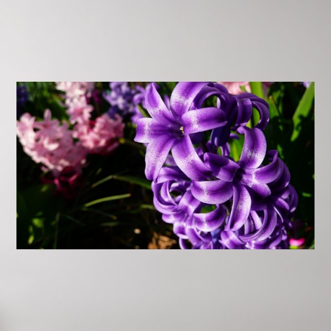 Poster Azul Hyacinth II Primavera Floral (Frente)