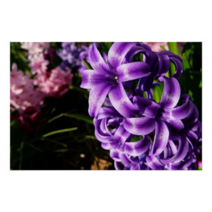 Póster Azul Hyacinth II Primavera Floral