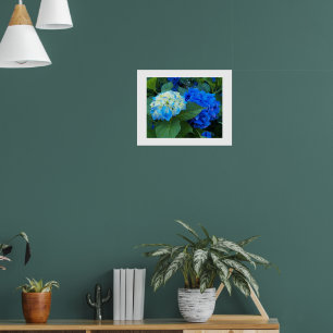Poster Azul Hydrangea Blooms Fotografia