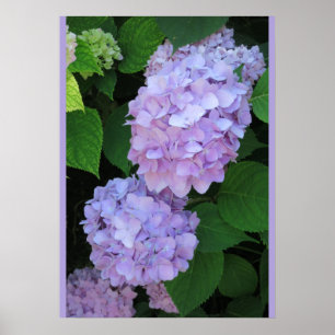 Poster Azul Hydrangeas (Foto)