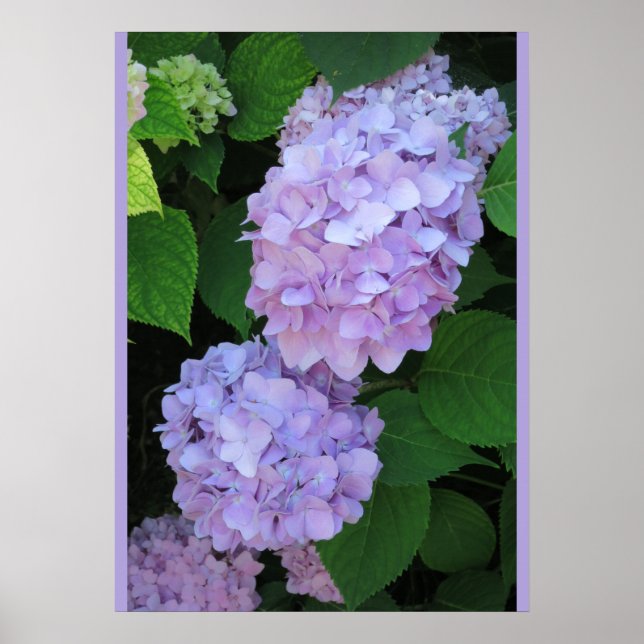 Poster Azul Hydrangeas (Foto) (Frente)