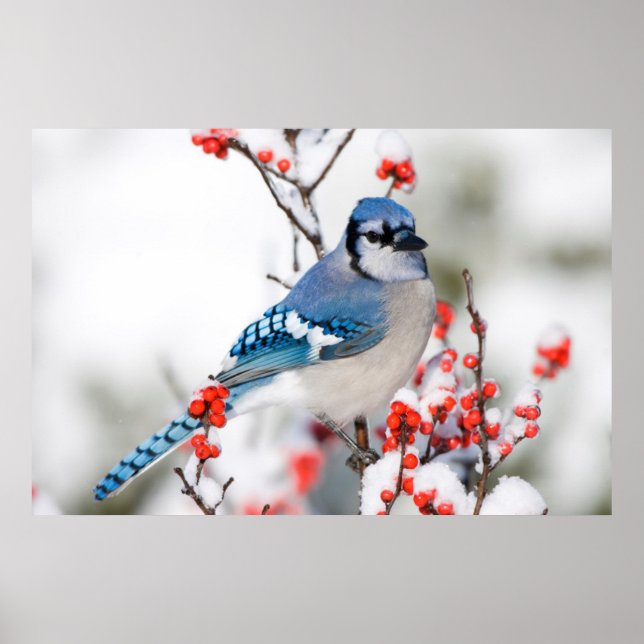 Póster Azul Jay em Common Winterberry (Frente)