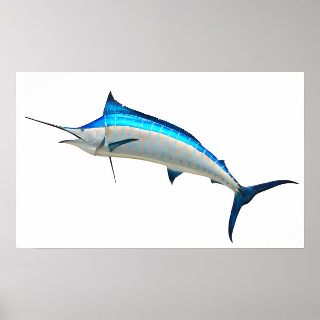 Póster Azul Marlin Game Fish (Frente)