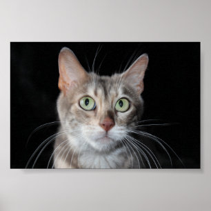 Poster Azul raro fotografia marmoreada do gato de Bengal