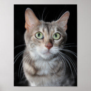 Poster Azul raro fotografia marmoreada do gato de Bengal