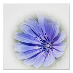 Póster azul roxo chicória