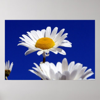 Poster Azul Sky Daisies