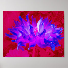 Poster Azul violeta assombroso e Cactus rosa-quente Dahli
