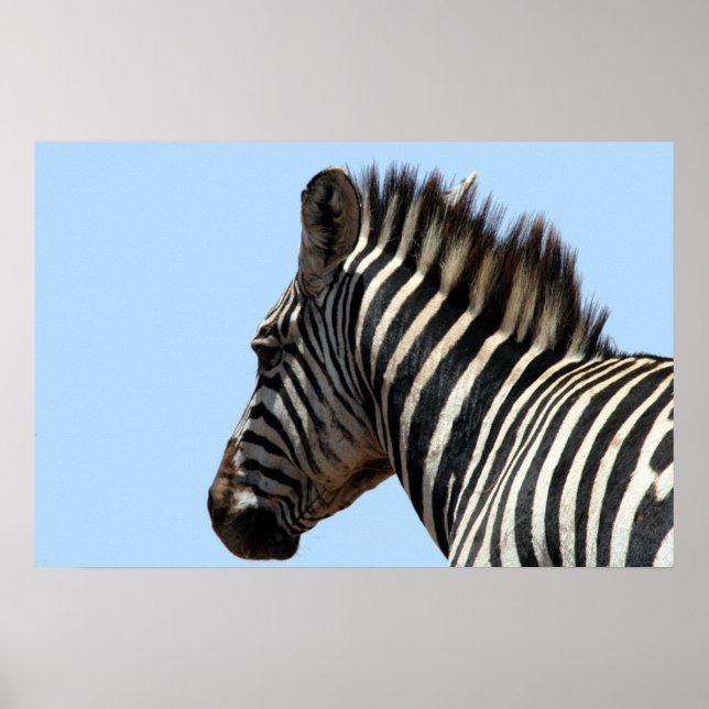 Póster azul-zebra (Frente)