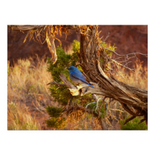 Póster Azulinho-das-montanhas no Parque Nacional Arches
