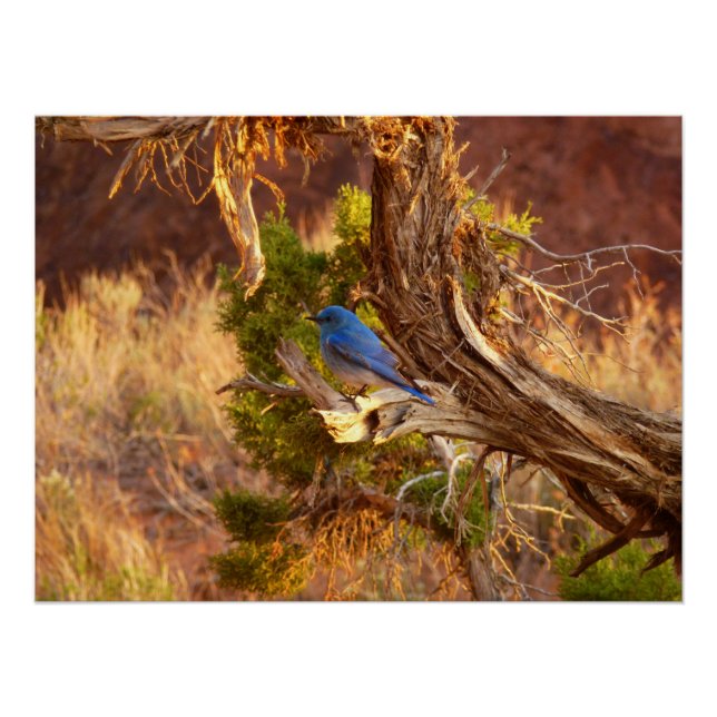 Póster Azulinho-das-montanhas no Parque Nacional Arches (Frente)