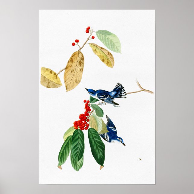 Poster Azure Warbler John James Audubon Birds da América (Frente)