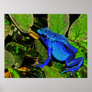 Póster Azureus azul de Dendrobates do sapo do dardo do