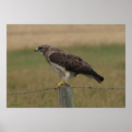 Póster B10 Falcão-de-swainson