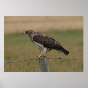 Póster B10 Falcão-de-swainson