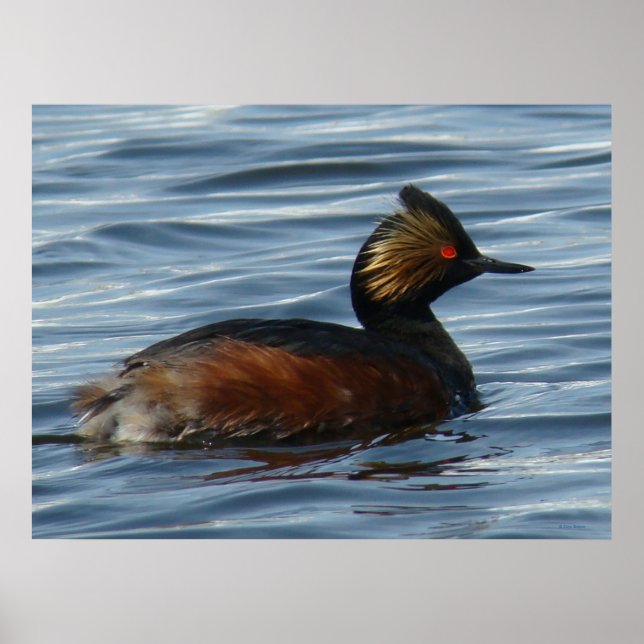 Poster B13 Eared Grebe (Frente)
