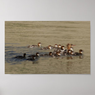 Poster B17 Merganser Hen e Ducklings