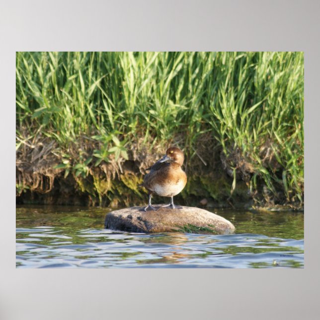 Póster B18 Menos Scaup (Frente)