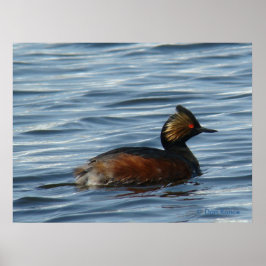 Póster B1 Eared Grebe