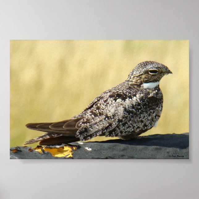 PÓSTER B29 (Frente)