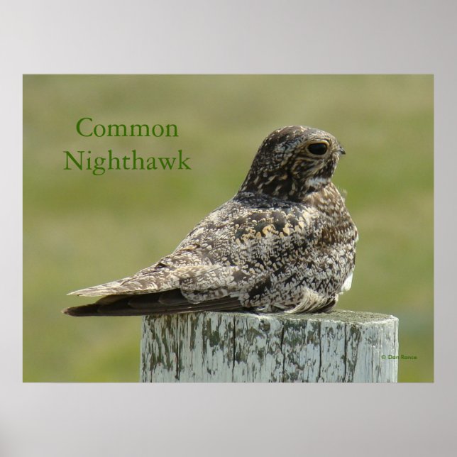 Póster B2 Commom Nighthawk (Frente)