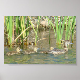 Póster B34 Mãe Pata e Patinhos
