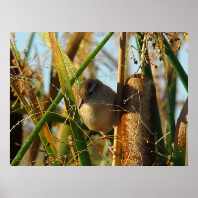 Póster B3 Marsh Wren (Frente)
