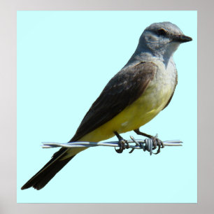 Poster B45 Papa-Figoscuro-Ocidental