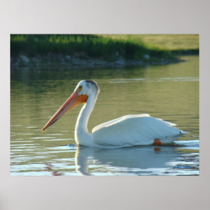 Poster B4 Pelicano Branco