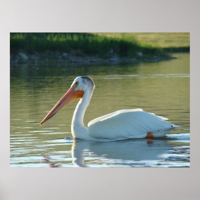 Poster B4 Pelicano Branco (Frente)