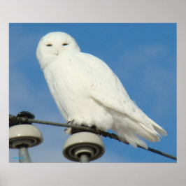 Póster B50 Coruja de Neve