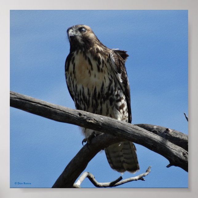 Poster B54 Hawk de Swainson (Frente)